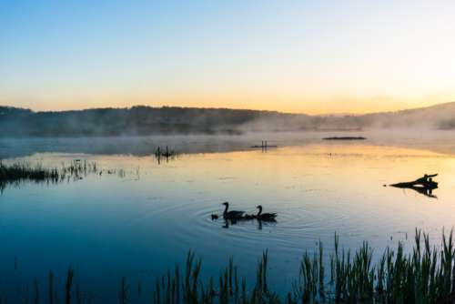 lake swans landscape dawn morning