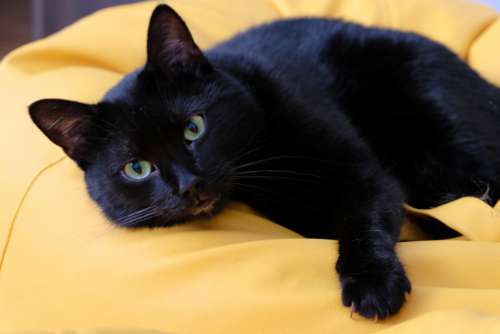 Black Cat Sitting on a Yellow Bean Bag