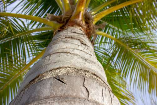 Below Bottom View of Branches of a Palm Tree Top