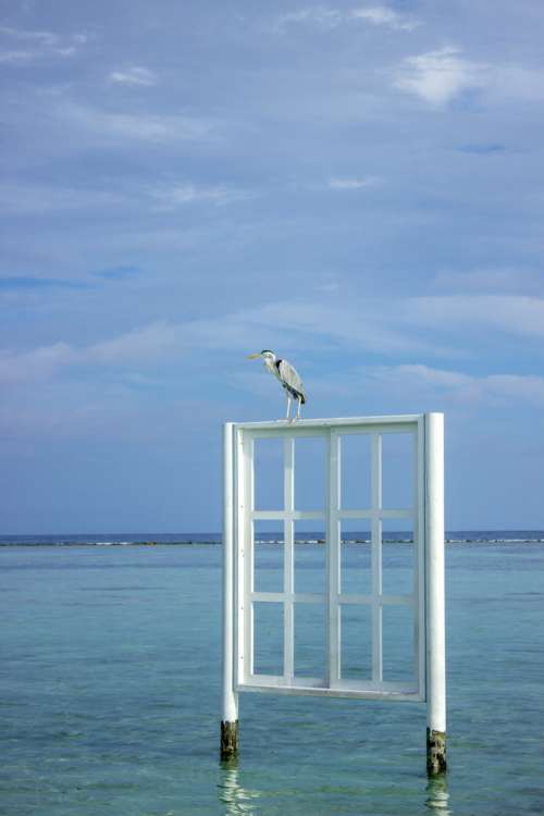 Bird Sitting on a Window Frame Placed in the Ocean