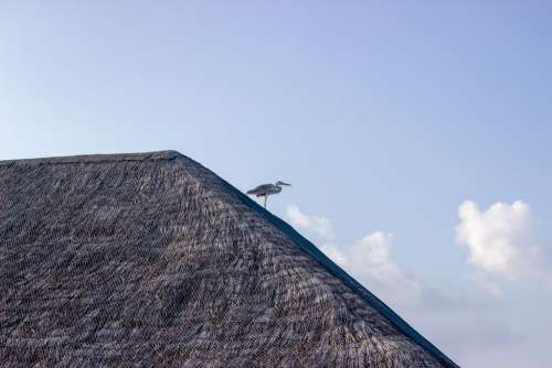Stork Standing on a Roof Made of Straw