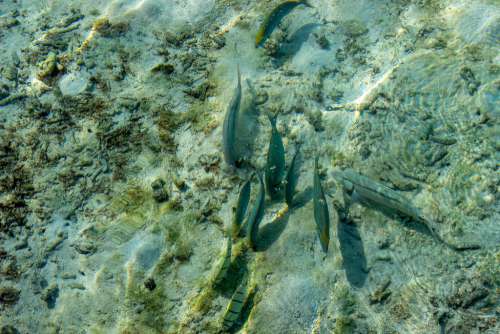 Group of Fish Swimming in Crystal Clear Water