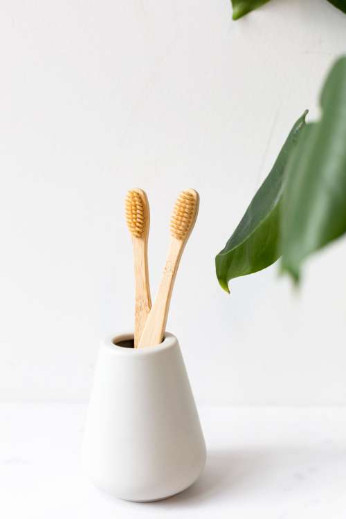 Reusable Toothbrushes In Holder Photo