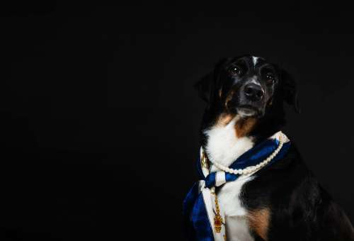 Classy Canine Adorned In Nautical Scarf And Pearl Necklace Photo