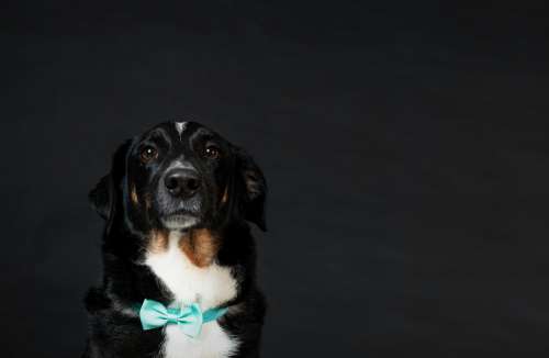 Dapper Dog Gentleman With Bowtie On Black Background Photo