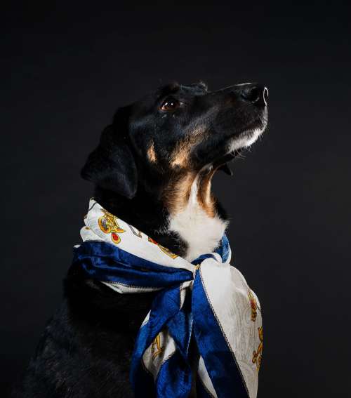 Classy Canine Gentleman Adorned In Nautical Scarf Photo
