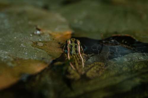 Frog Sits In Still Water Photo