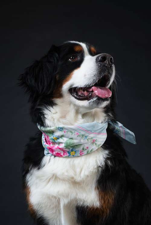 Fashion Model Dog Photo