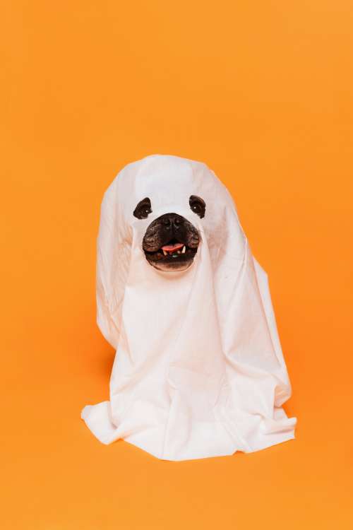 Cute Halloween Dog Ghost Costume Photo