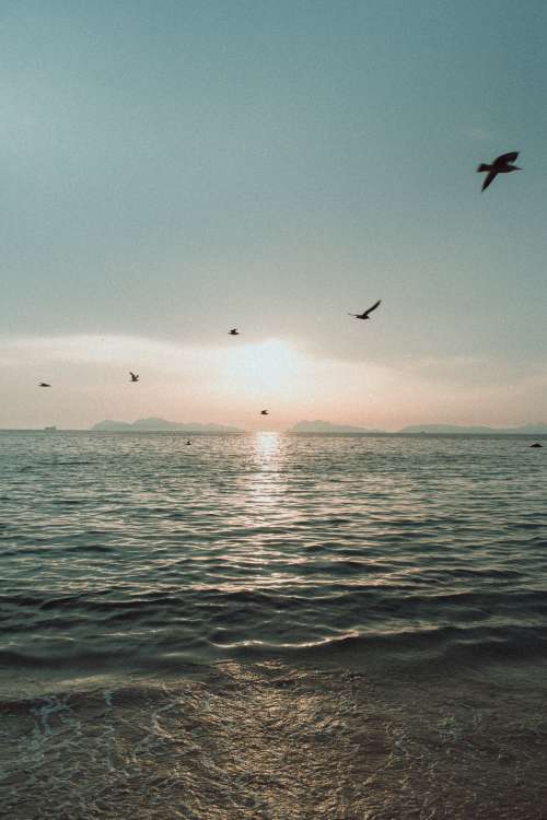 Birds Fly Across A Sea Landscape Photo