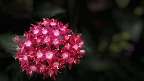 Cluster Of Bright Pink Flowers Photo