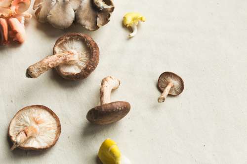 Mushroom Varieties Photo