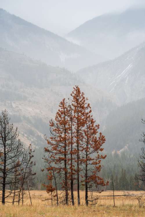 Clusters Of Red Pine Trees Overlook Rising Mountainside Photo