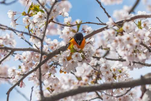Songbird Among The Cherry Blossoms Photo