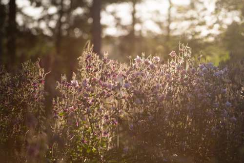 Cluster Of Pink Flowers Glowing In Morning Sunshine Photo