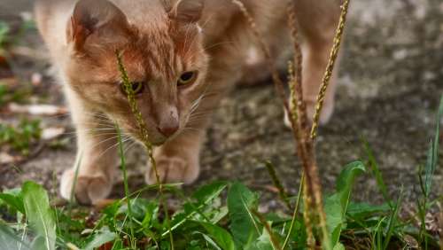 Orange Tabby Cat Prowling Through Grass And Plants Photo