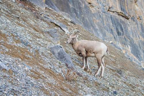 Young Mountain Goat Perched Atop Rocky Hillside Photo
