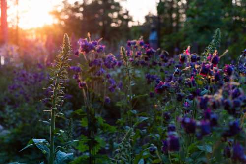 Purple Flowers On Stalks In Sunshine Photo
