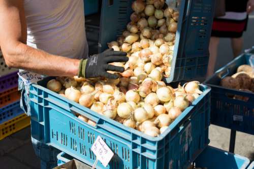Onions for sale at farmers market