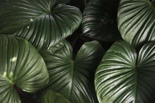 Closeup of huge tropical plant leaves