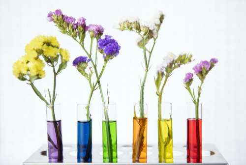 Colorful test tube shaped flower vases