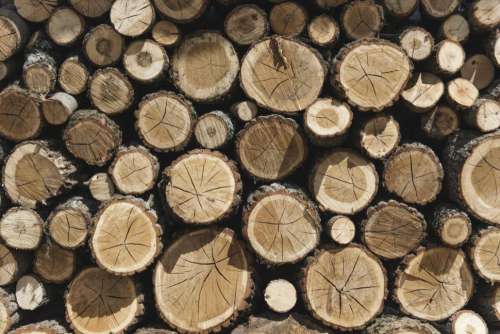 A pile of cut tree trunks