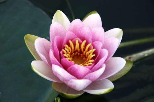 Water Lily bloom in pink and white
