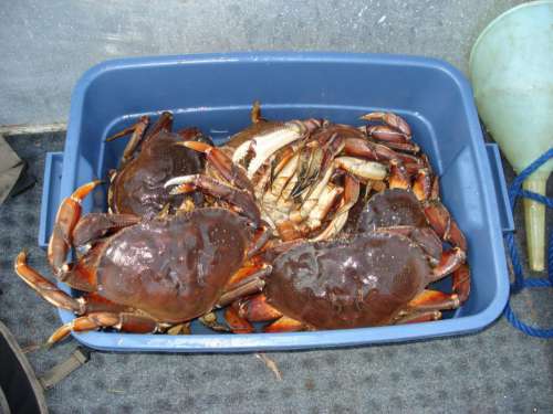 Tub Full Of Freshly Caught Dungeness Crabs From The Pacific Ocean