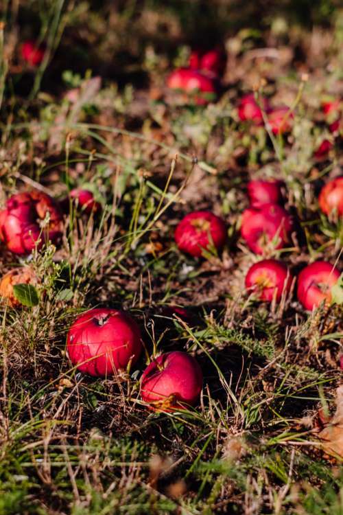 Red apples on the ground