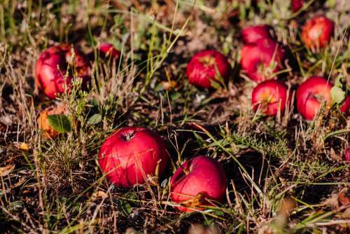 Red apples on the ground 2