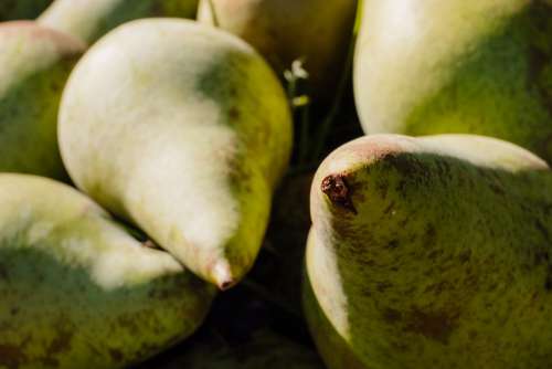 Pears closeup