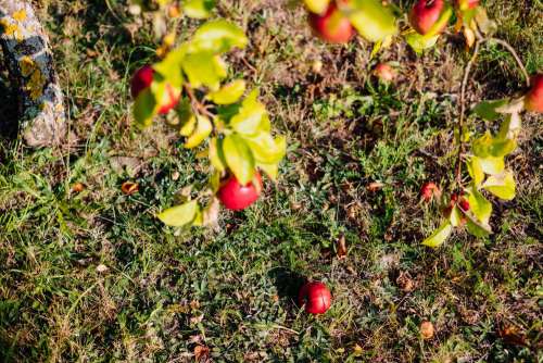 Red apples on a tree and on the ground 3