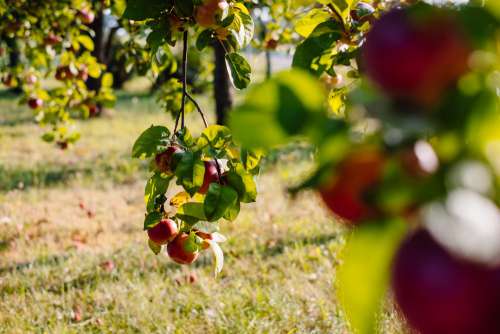 Apple orchard 4
