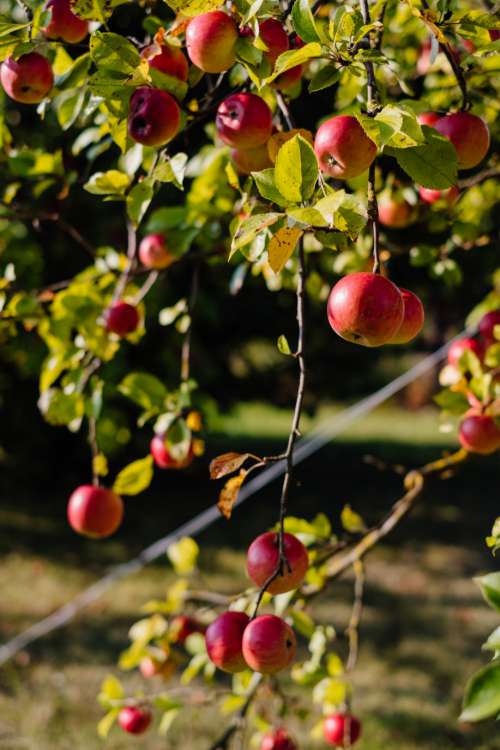 Apples on a tree 5