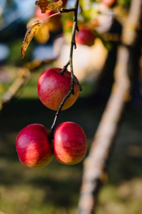 Apples on a tree 4