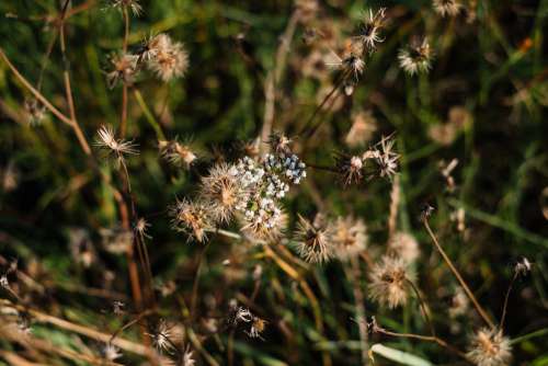 Dried wild weed closeup