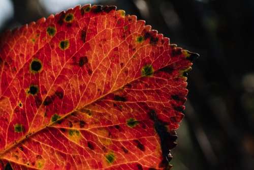 Red elm tree leaf 3
