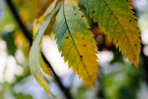 Yellow and green ash tree leaves