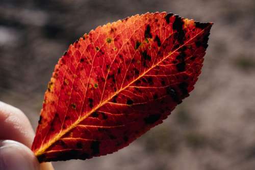 Red elm tree leaf 2