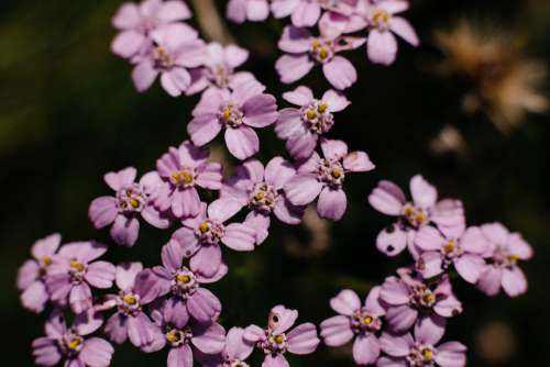 Pink yarrow wild flower closeup