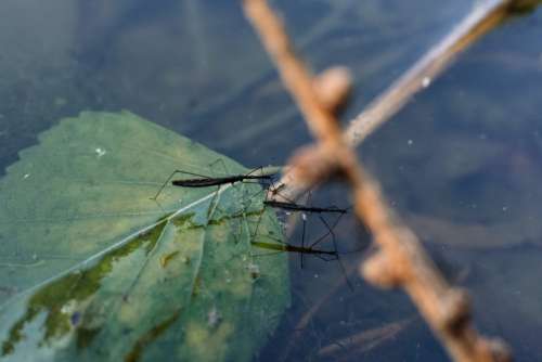 Water strider insects