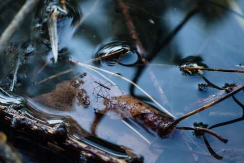 Water strider insect 2