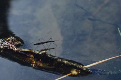 Water strider insect
