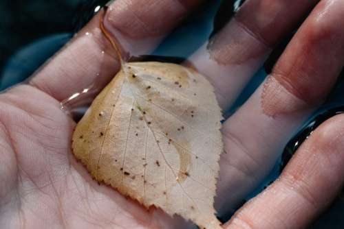 Autumn leaf on the hand in water