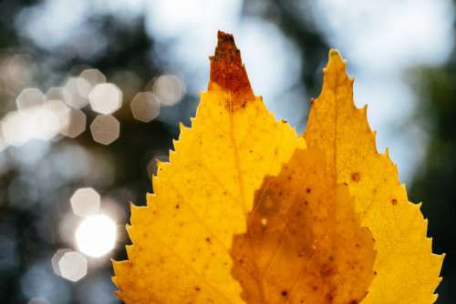 Yellow birch leaves and water bokeh