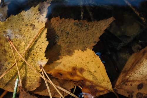 Autumn leaves under water 2