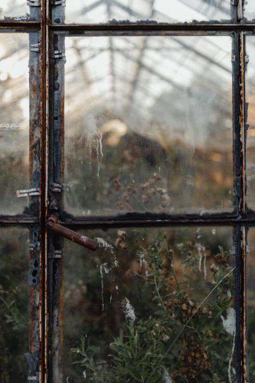 Dried plants in greenhouse