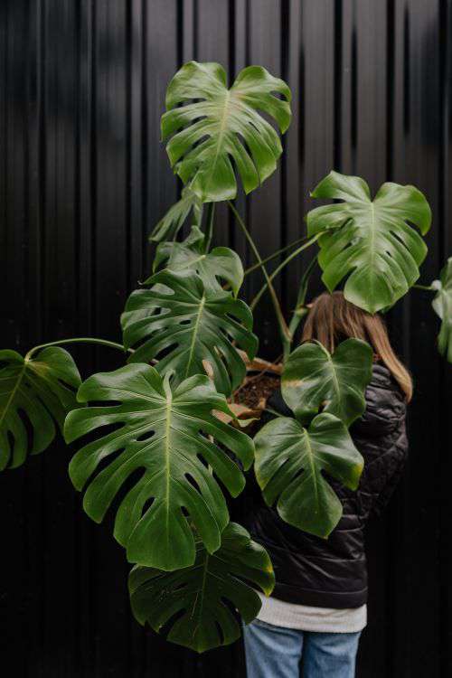 A large monstera plant in a pot