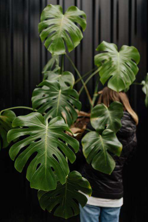 A large monstera plant in a pot