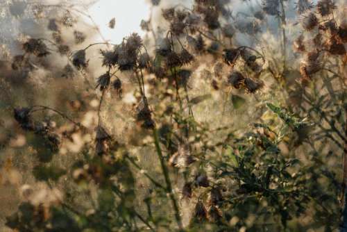 Dried plants in greenhouse